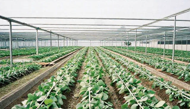 网络运维服务如何保障系统稳定性,适用场景与限制分析
